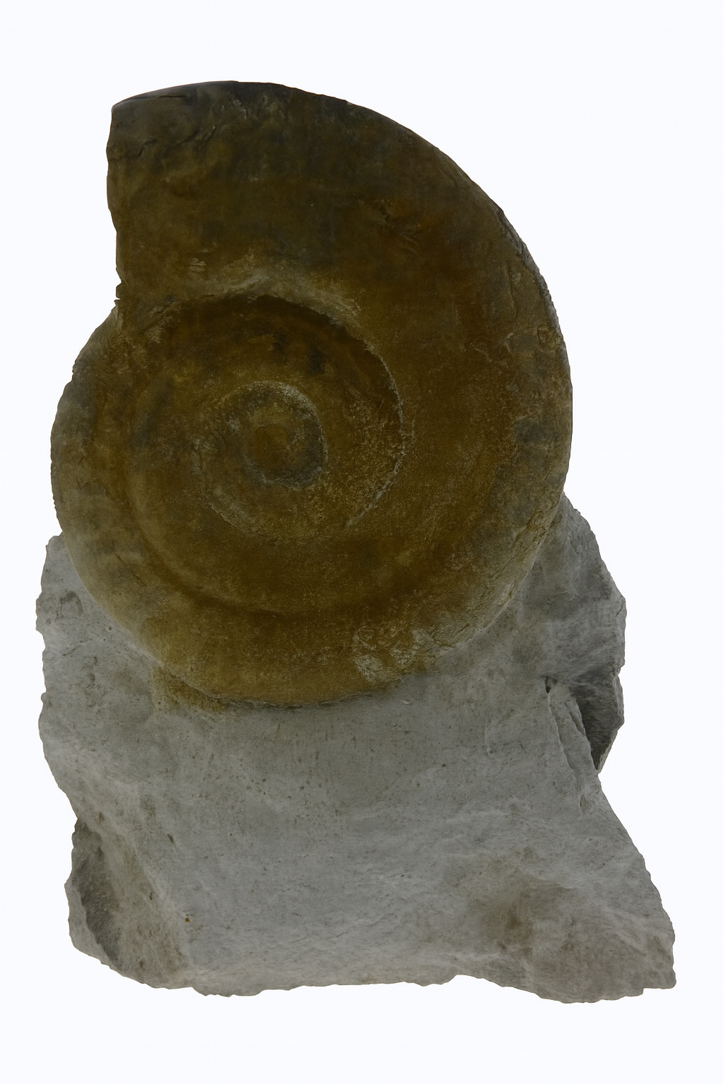 Haugia variabilis.