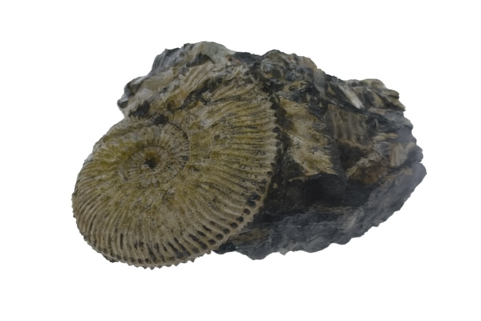 Kosmoceras jason.
