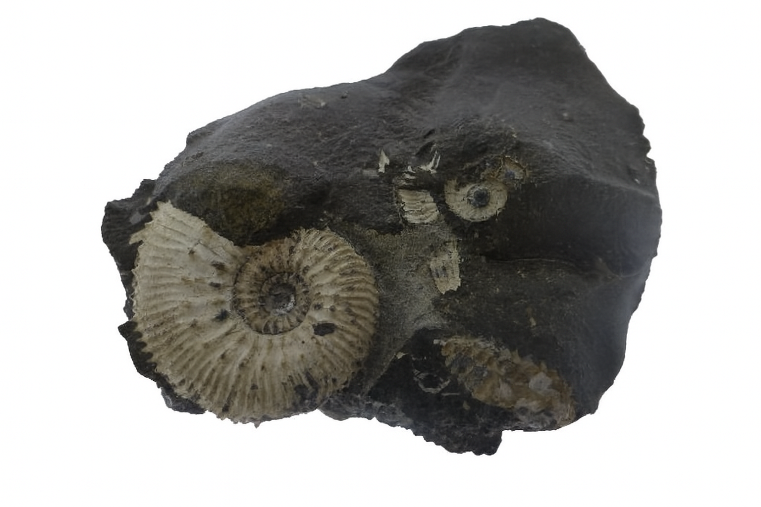 Kosmoceras jason.