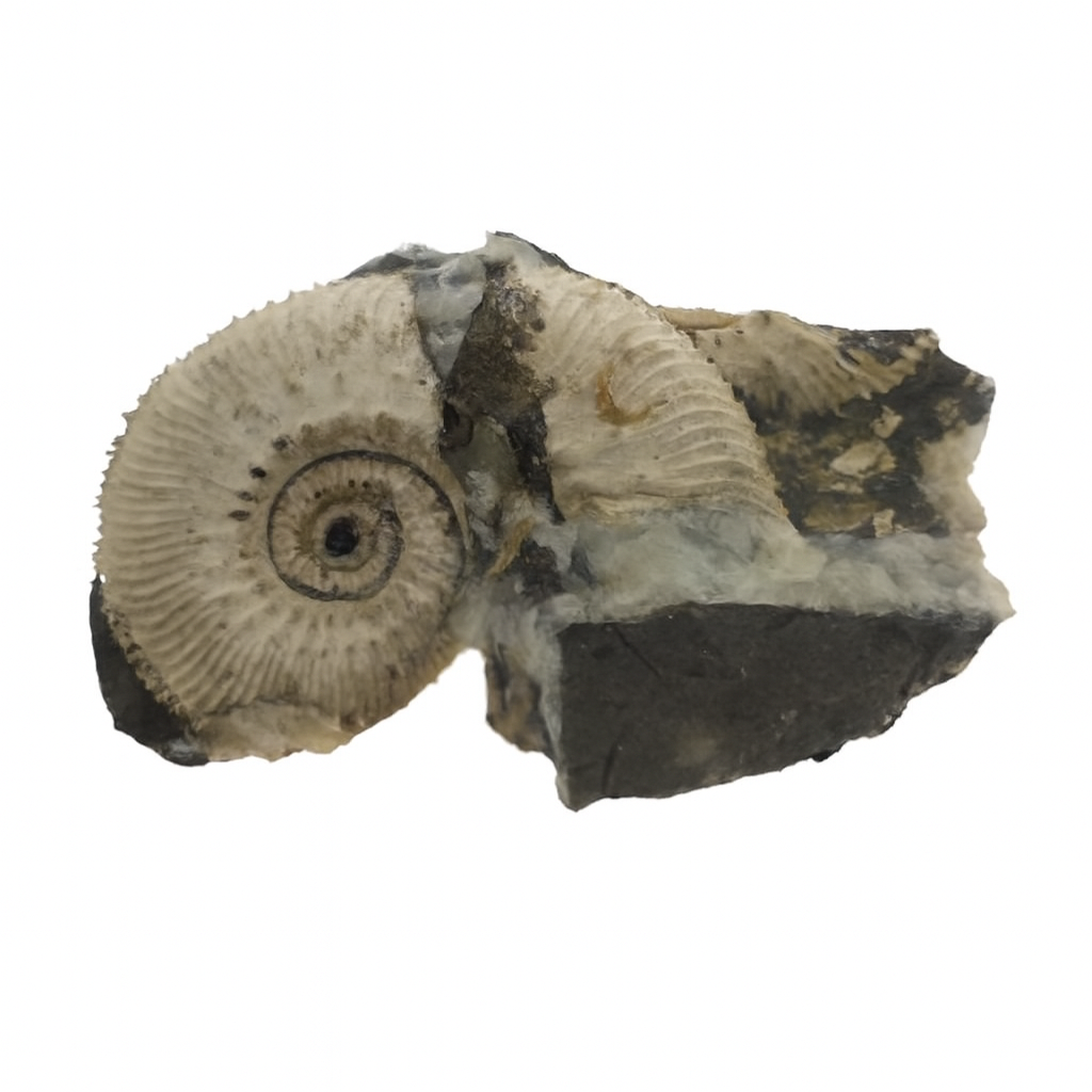 Kosmoceras jason.