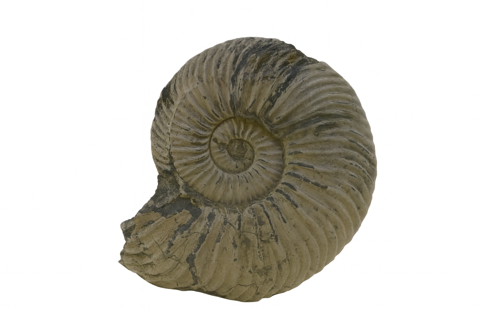 Kosmoceras jason.