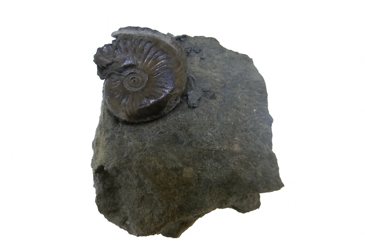 Oxynoticeras oxynotum.