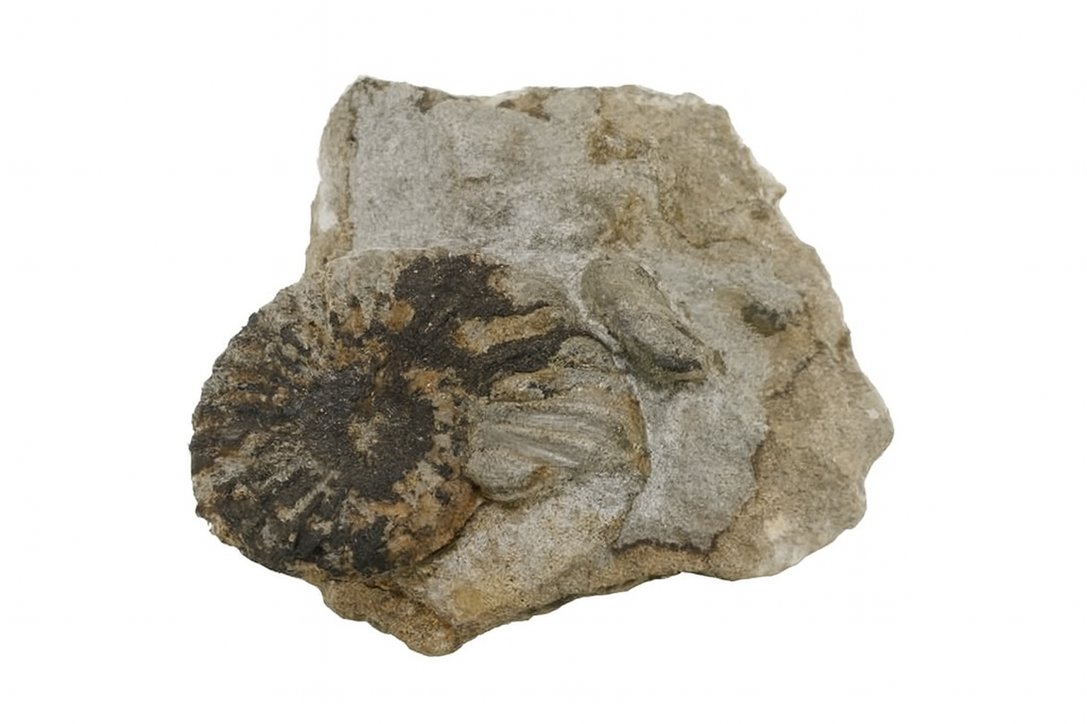 Pleuroceras solare.