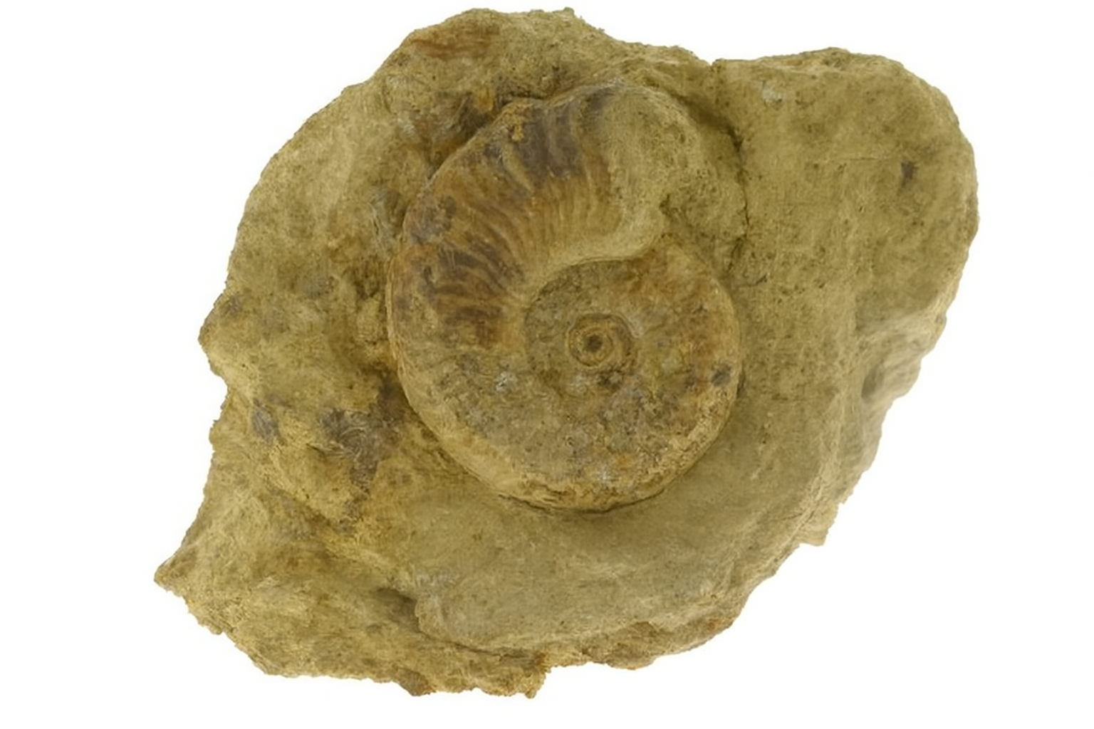 Pseudogrammoceras fallicosum.