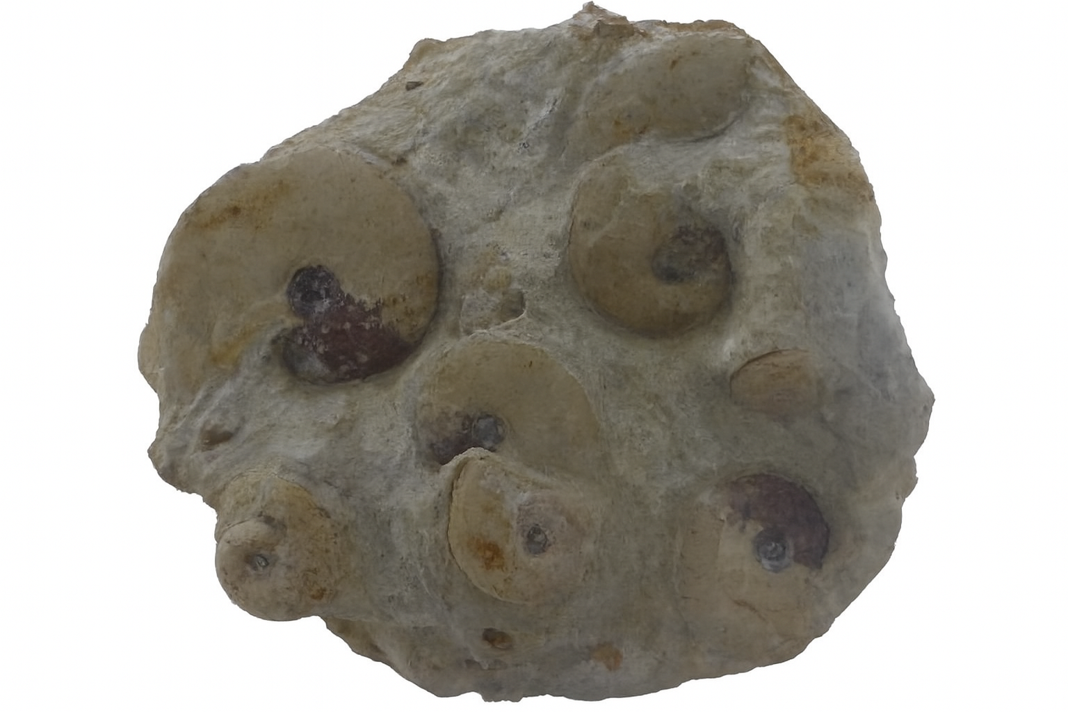 Leioceras opalinum.
