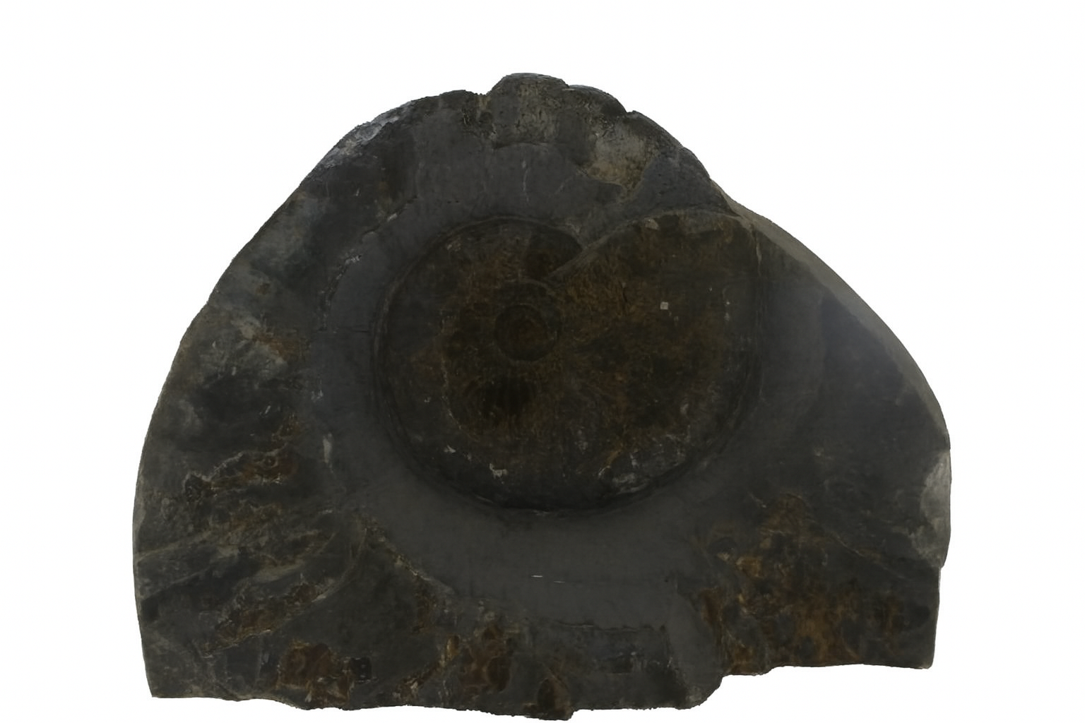 Other Yorkshire Ammonites