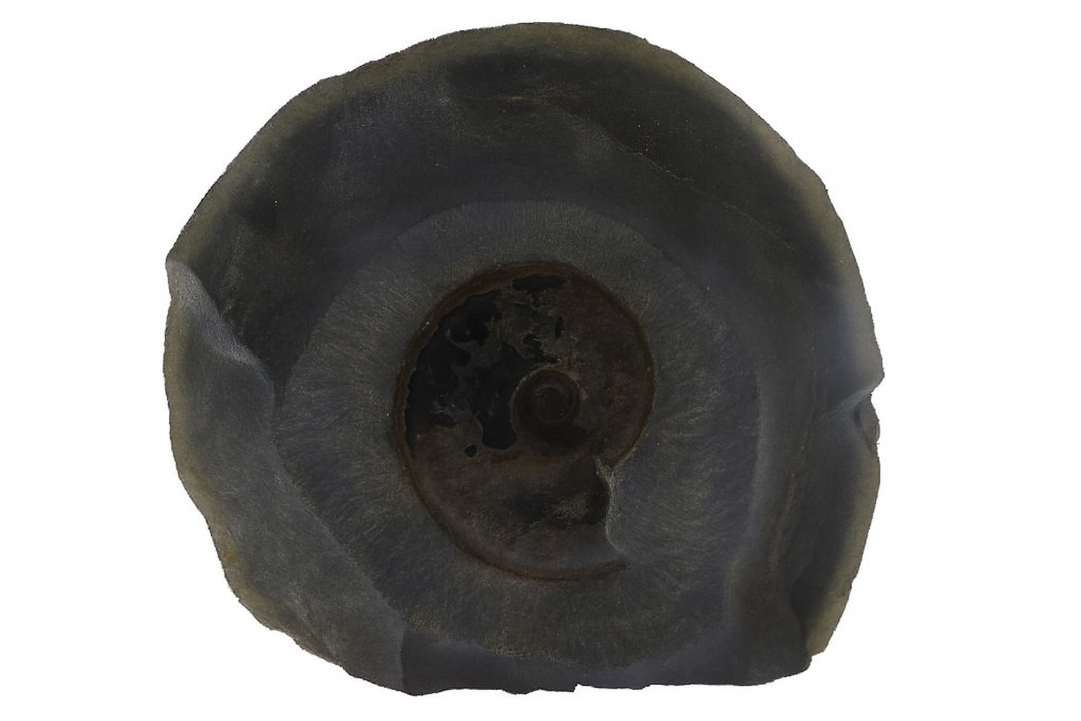 Eliganticeras eligantulum