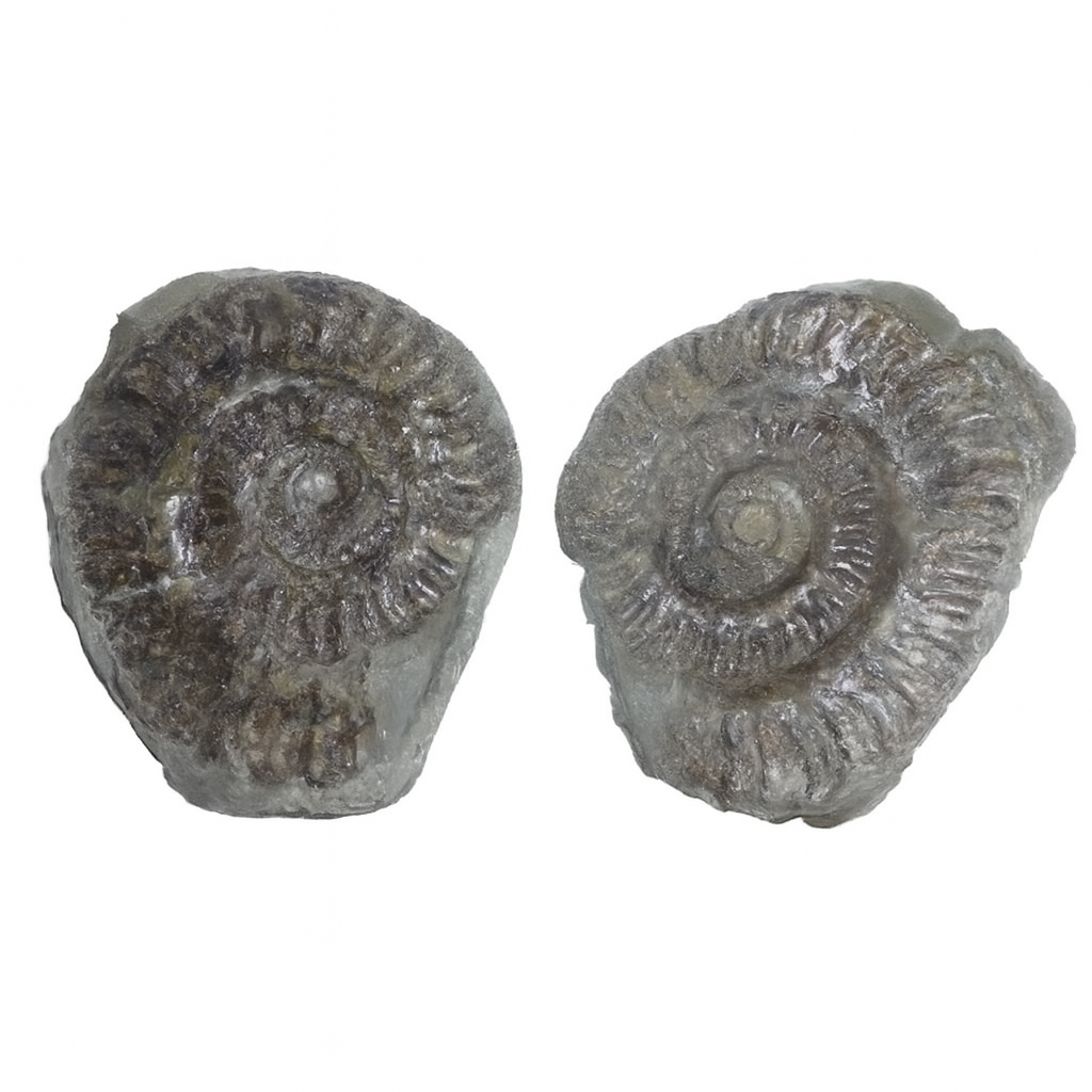 Hildoceras lusitanicum