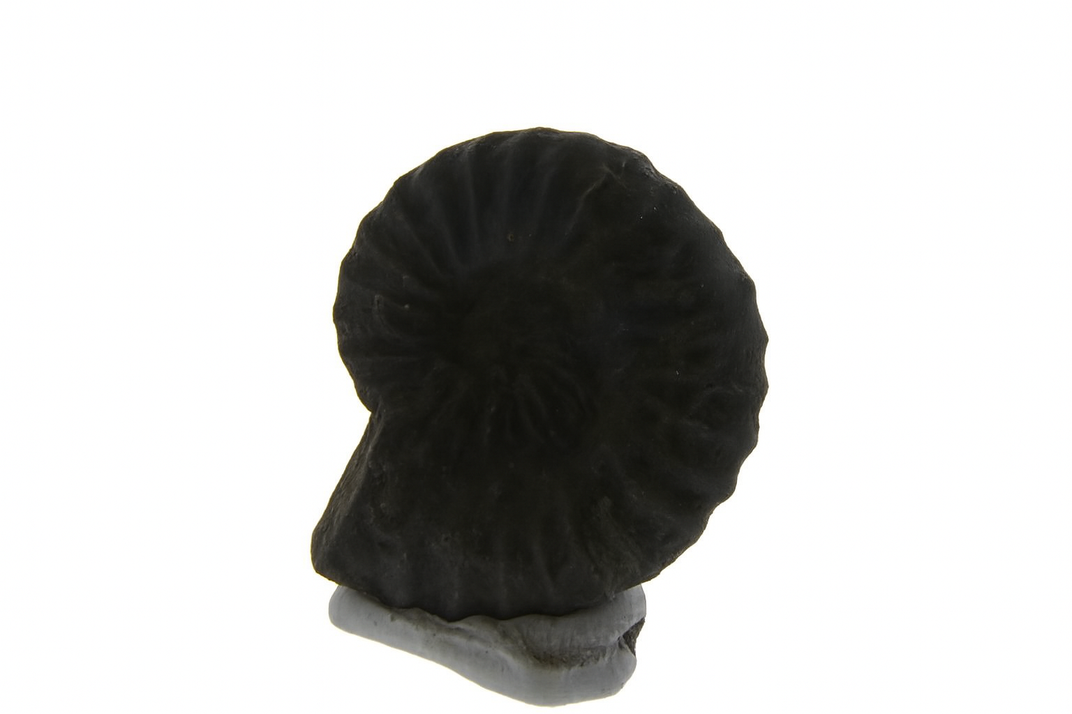 Brancoceras aegoceratoides.