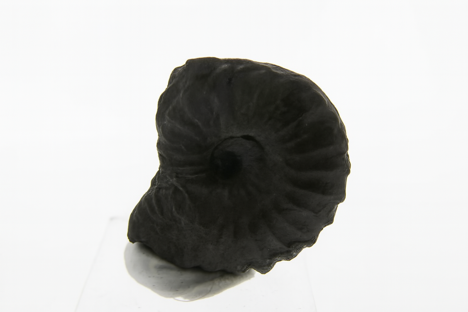 Brancoceras aegoceratoides.