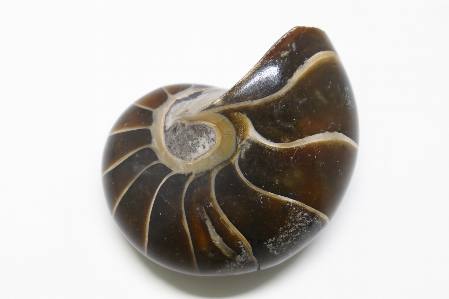 Cymatoceras