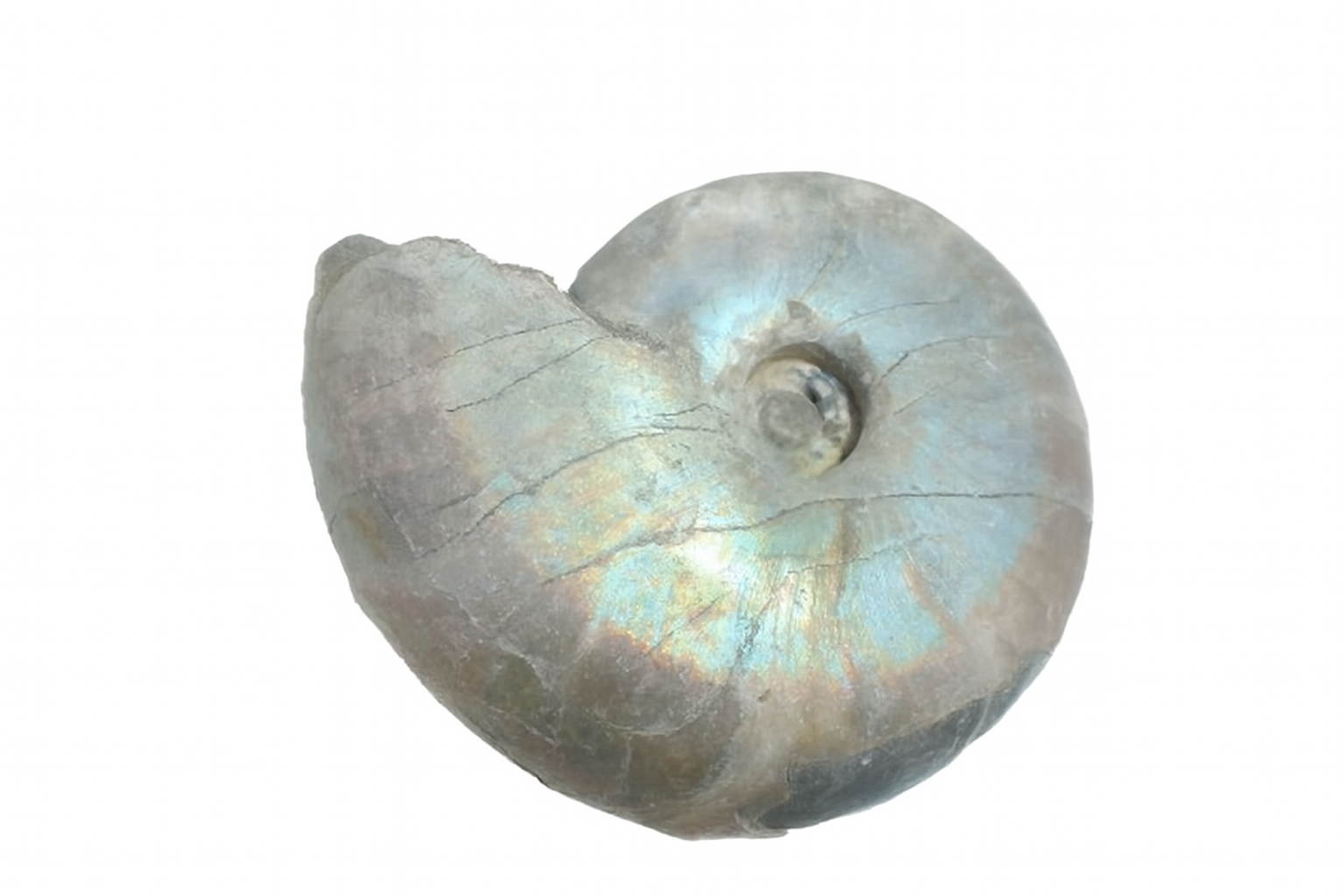 Whole Iridescent Desmoceras