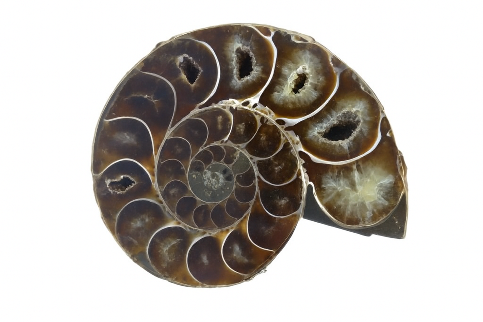 Half Desmoceras
