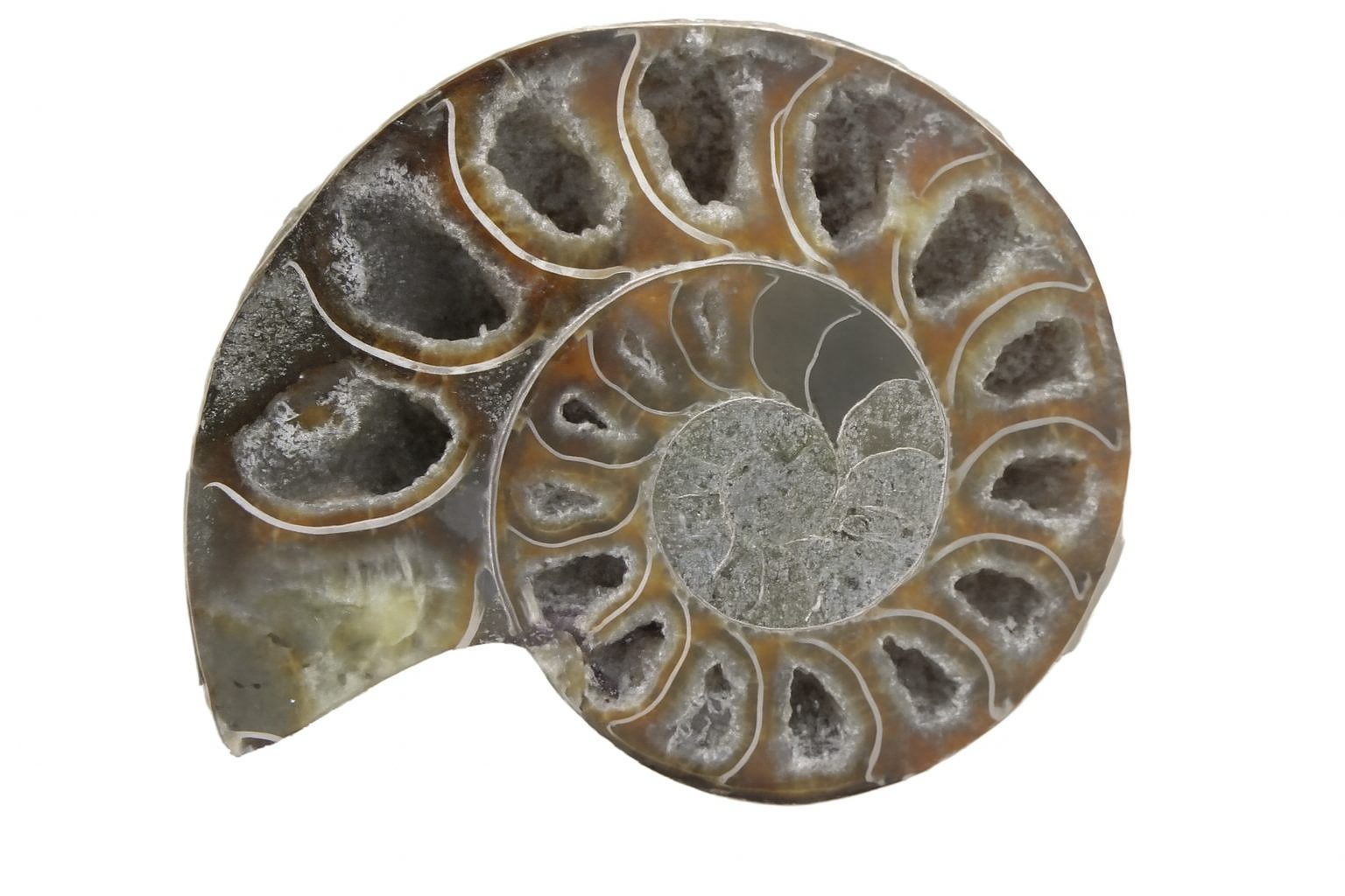 Half Desmoceras.
