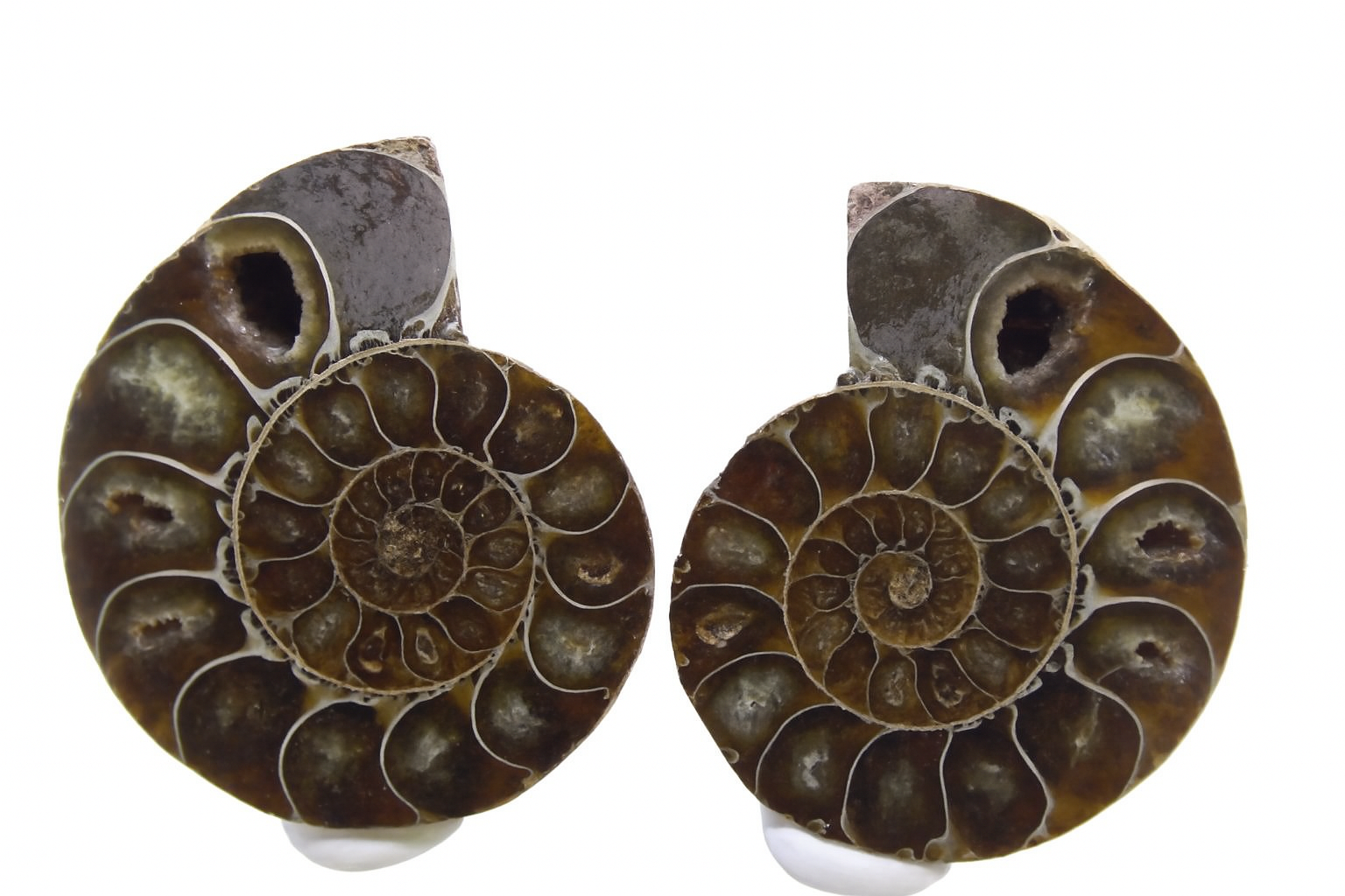 Pair of Desmoceras.