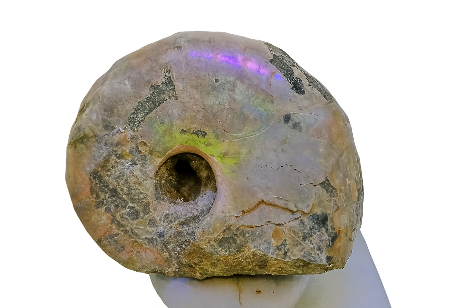 Whole Iridescent Desmoceras.