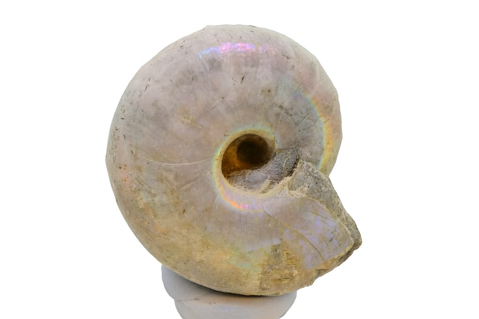 Whole Iridescent Desmoceras.