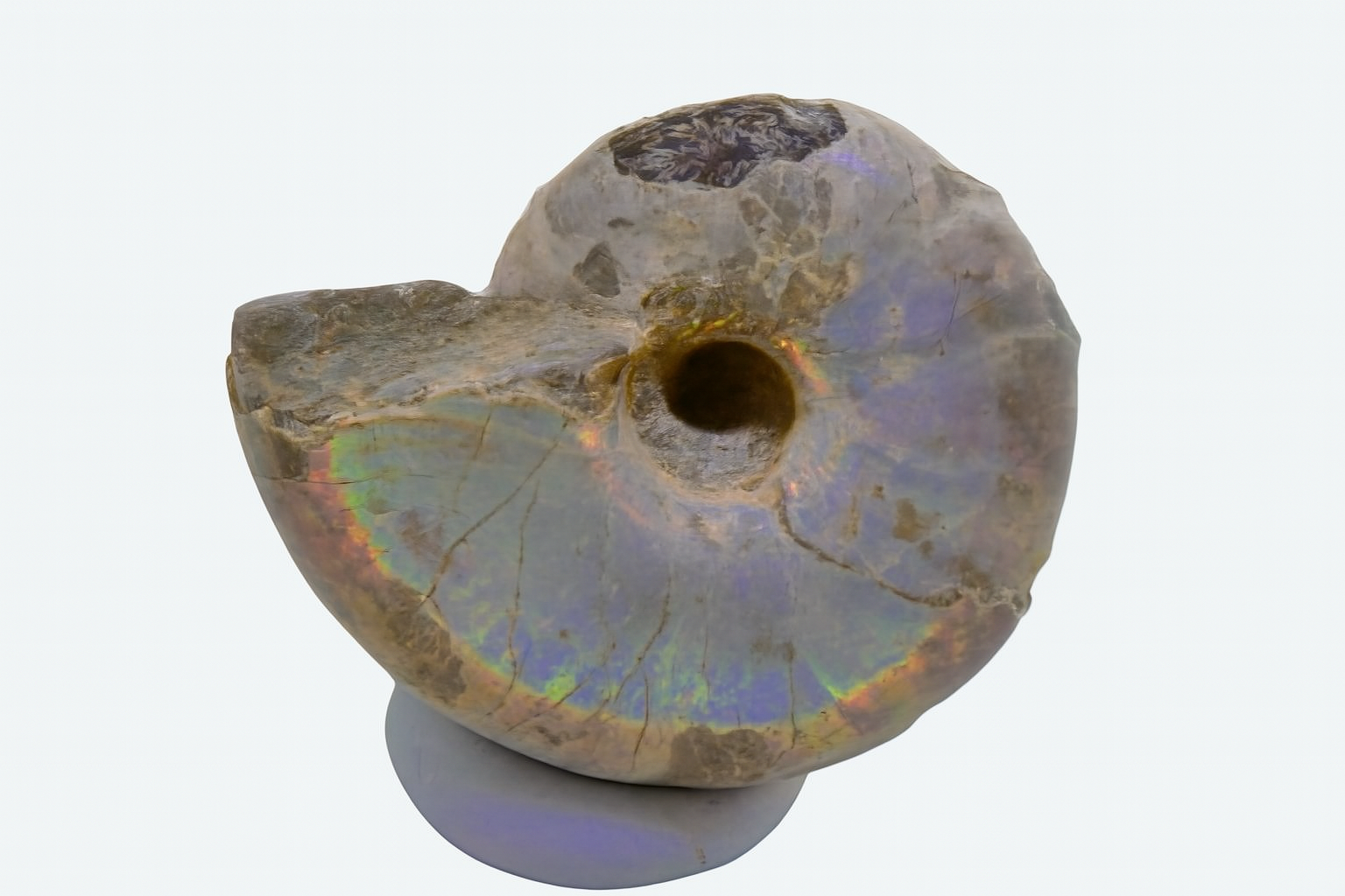 Whole Iridescent Desmoceras.