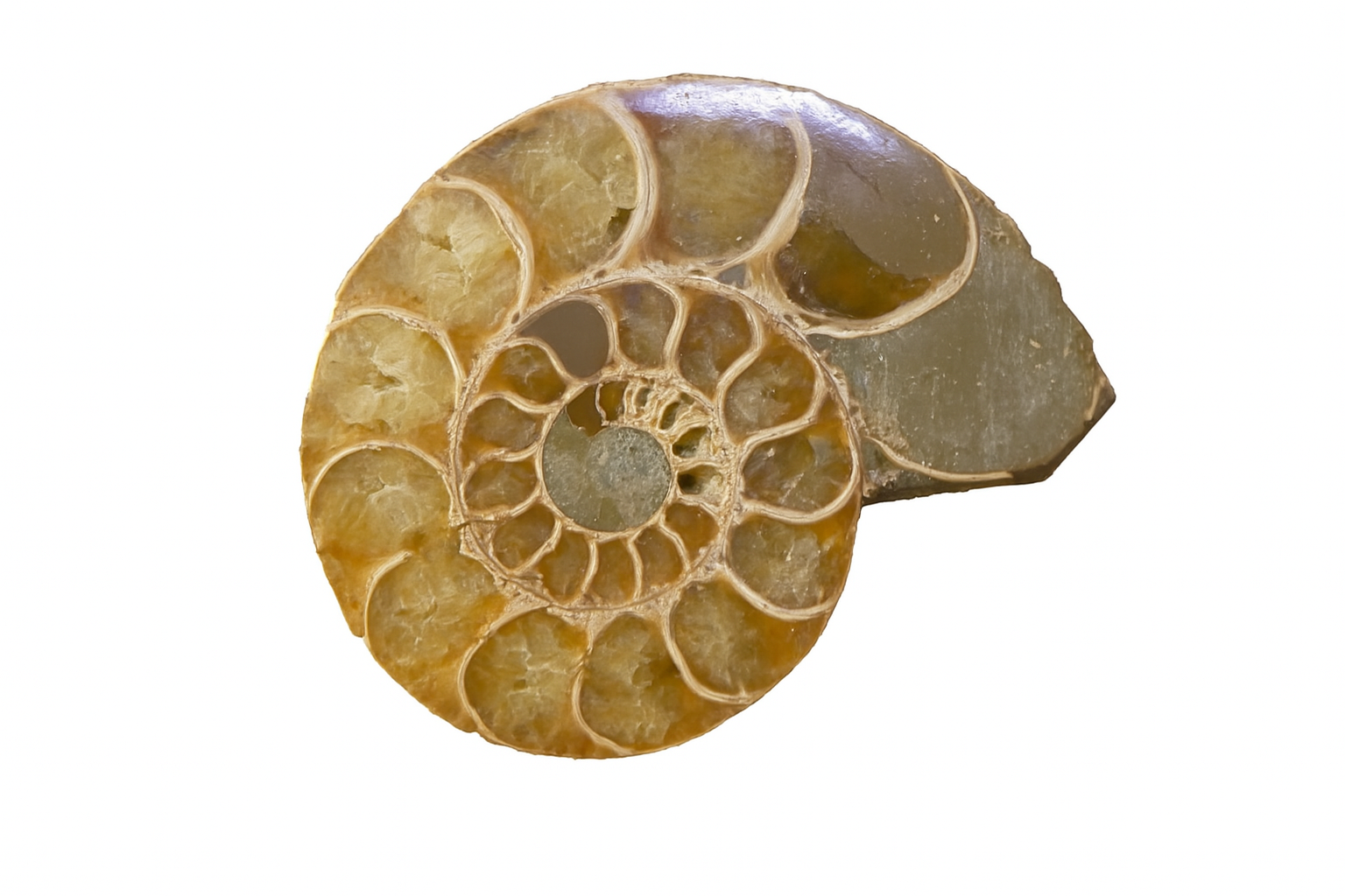 Half Desmoceras.