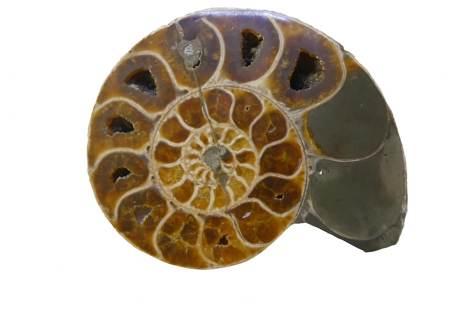 Half Desmoceras.