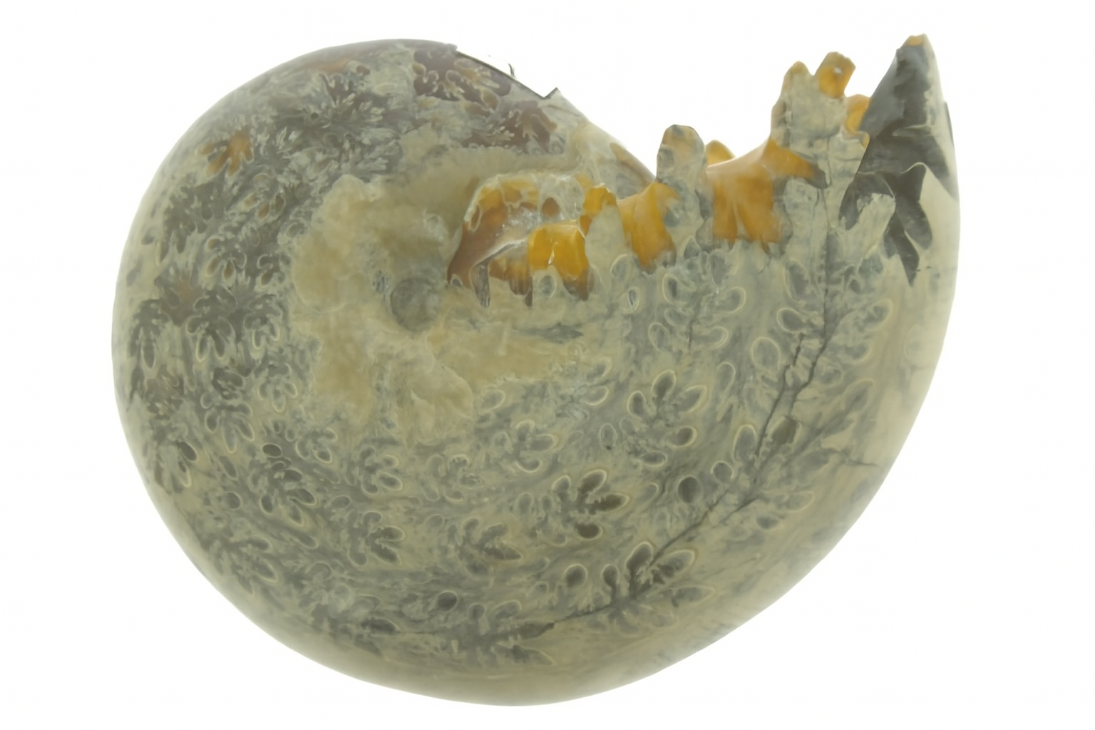 Whole Desmoceras.