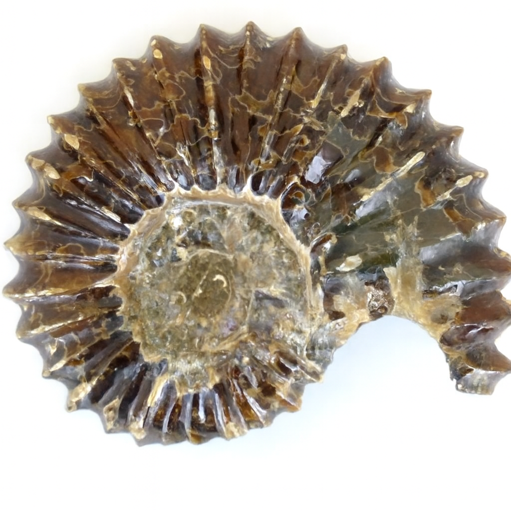 Whole Polished Douvilleiceras
