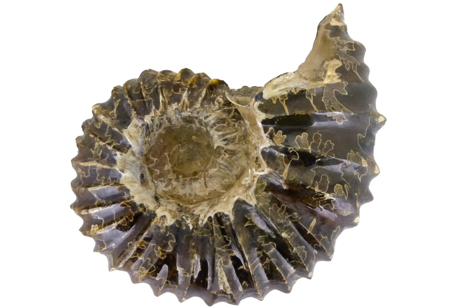 Whole polished Douvilleiceras.
