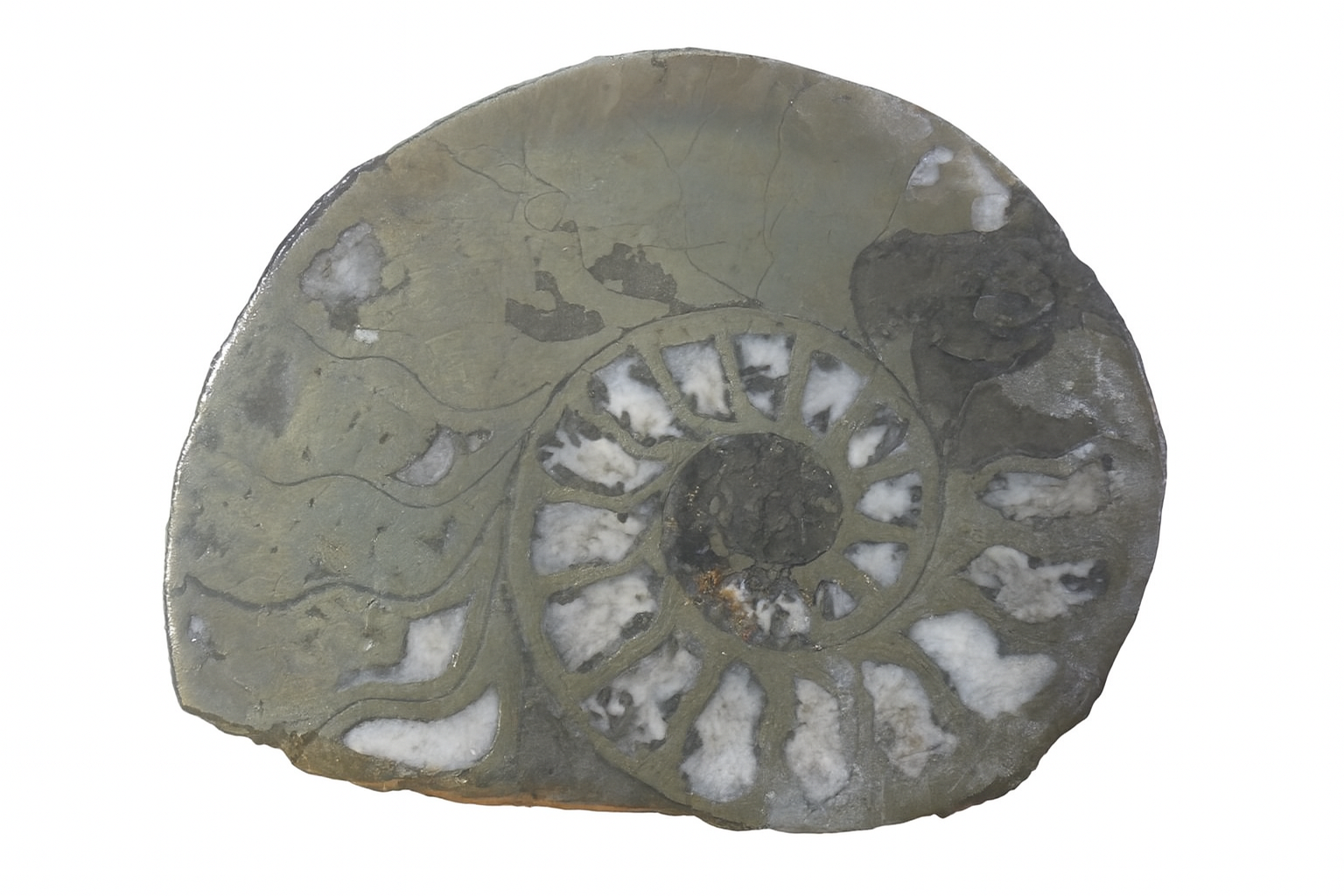 Pyritised Ammonites