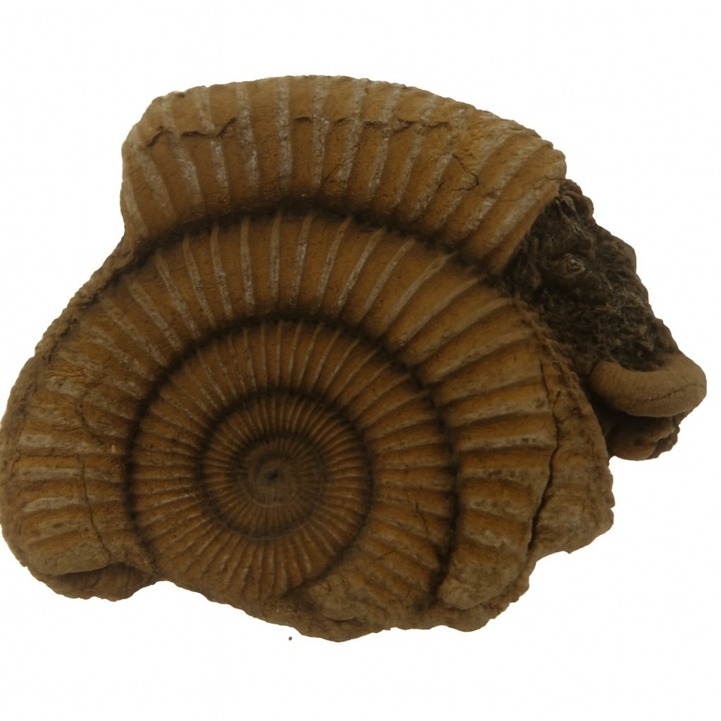 Dactylioceras commune.