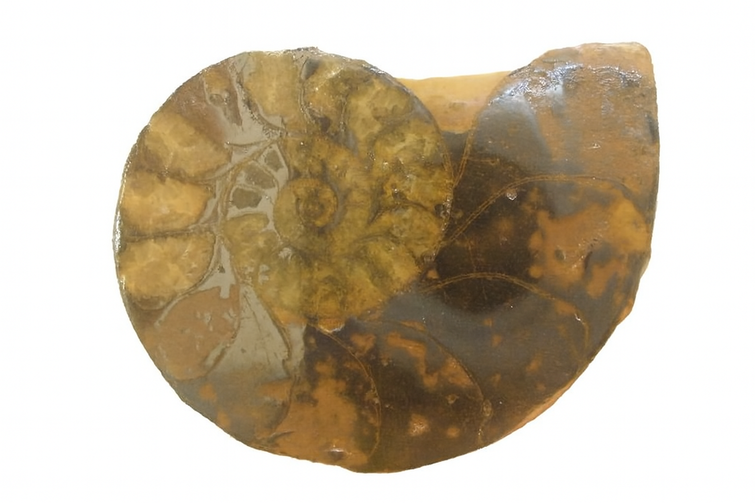 Hematised Ammonite.