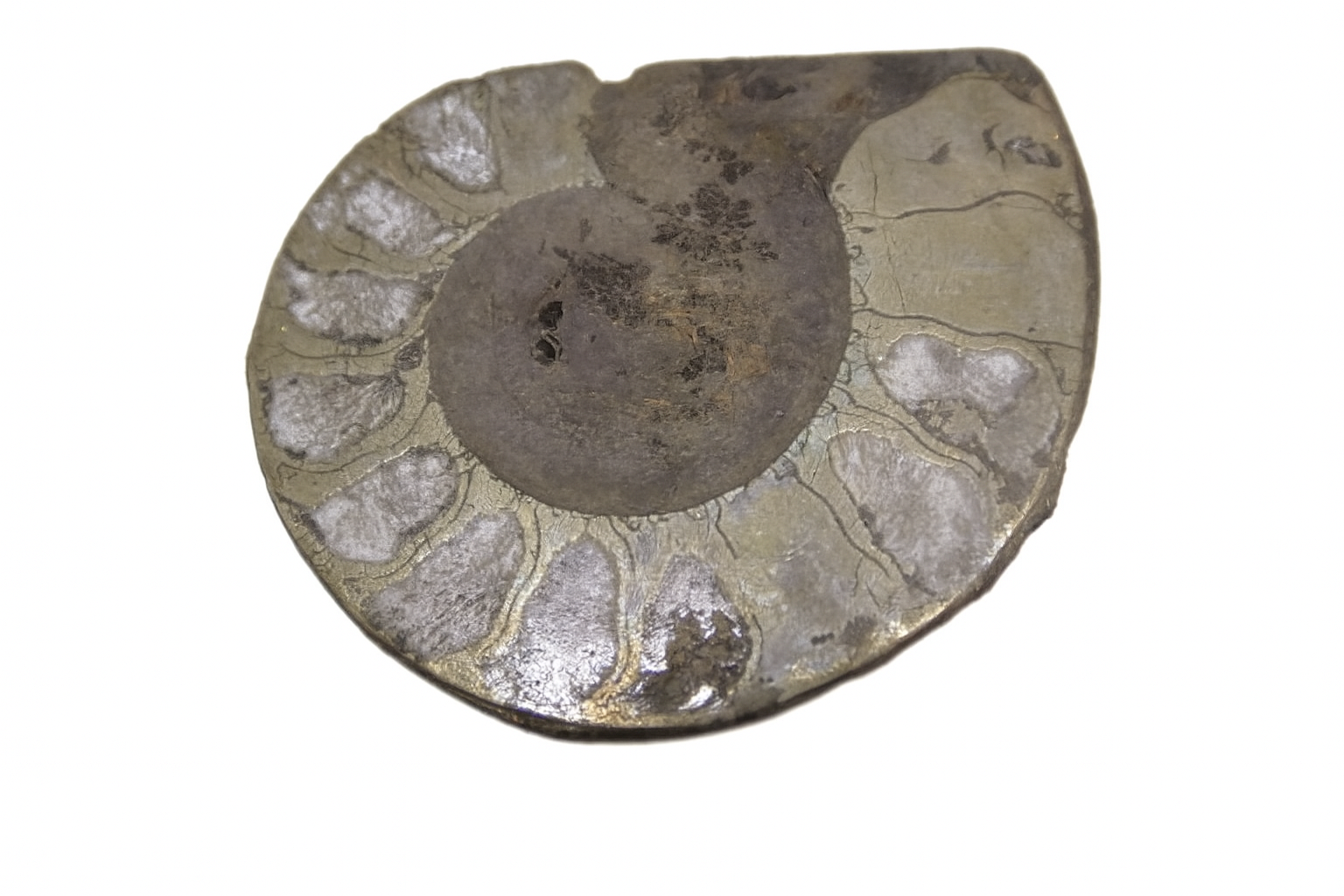 Pyritised Ammonites.