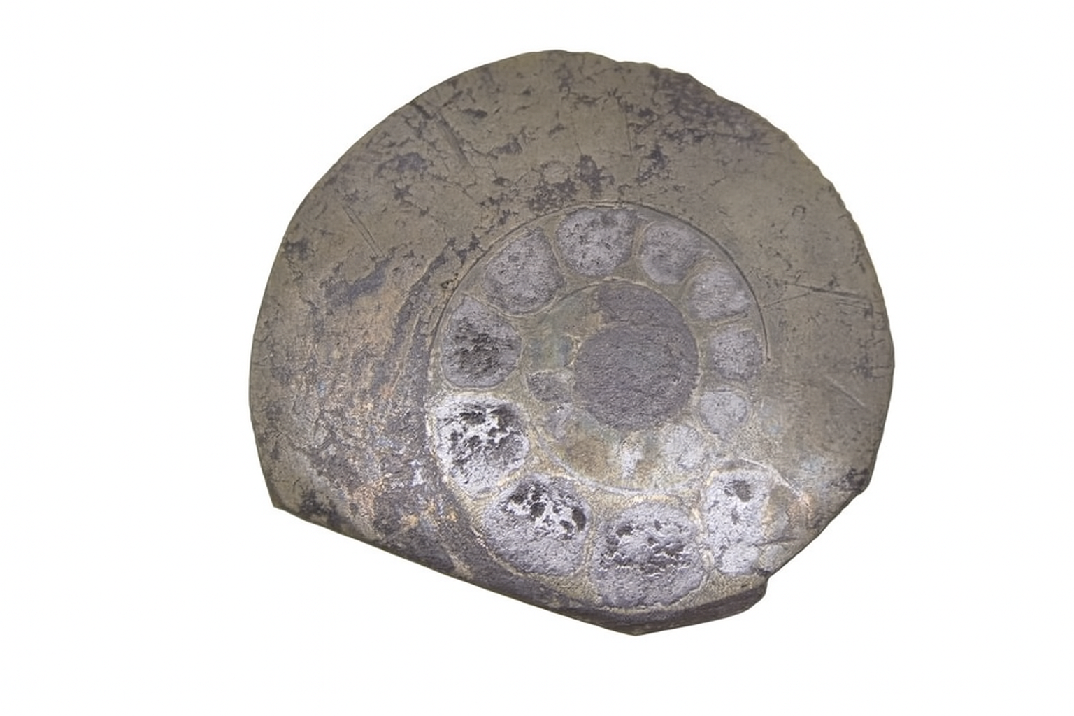 Pyritised Ammonites.