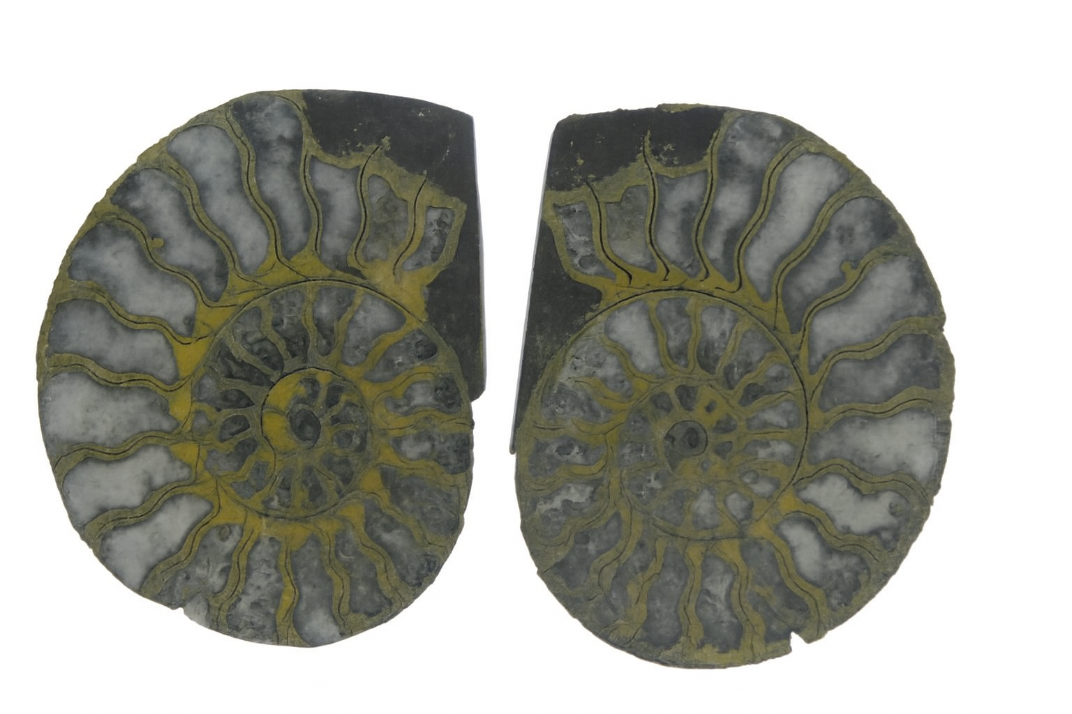 Pyritised Ammonites.