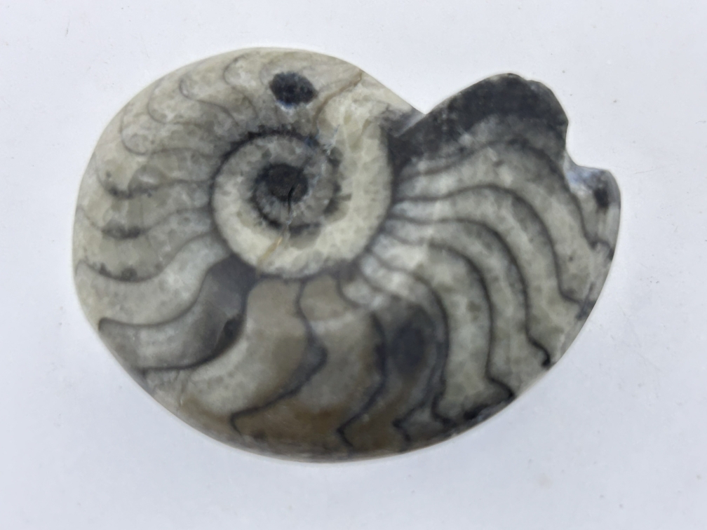 Gonioceras.