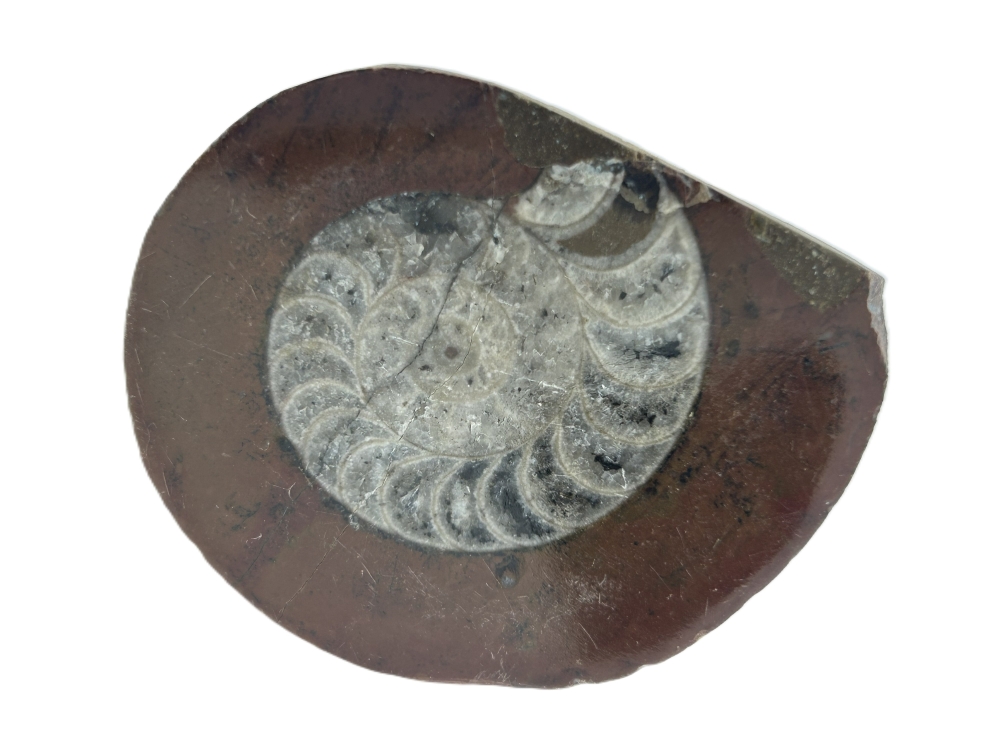 Gonioceras.