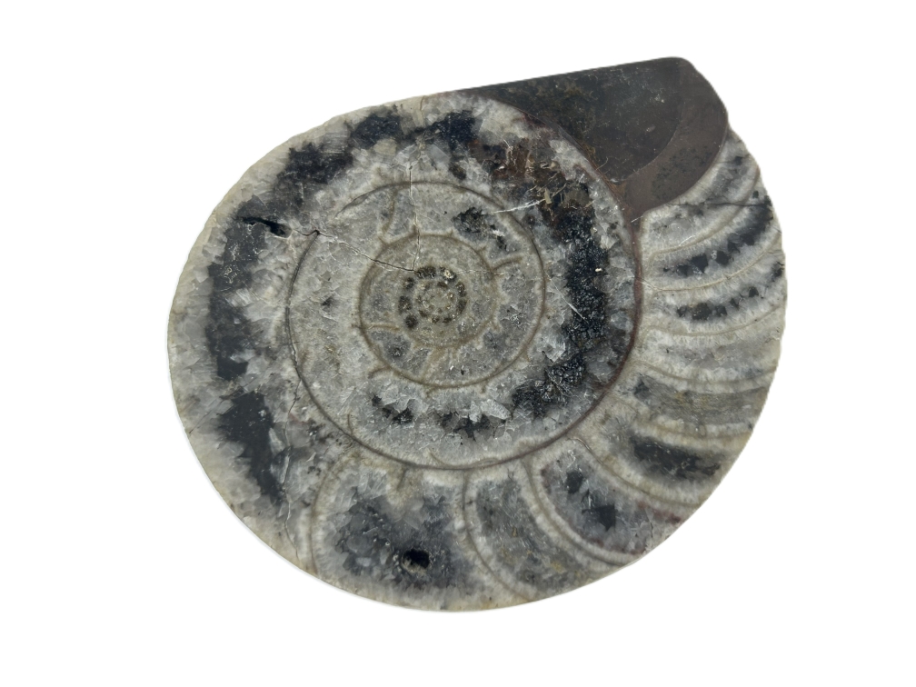 Gonioceras.