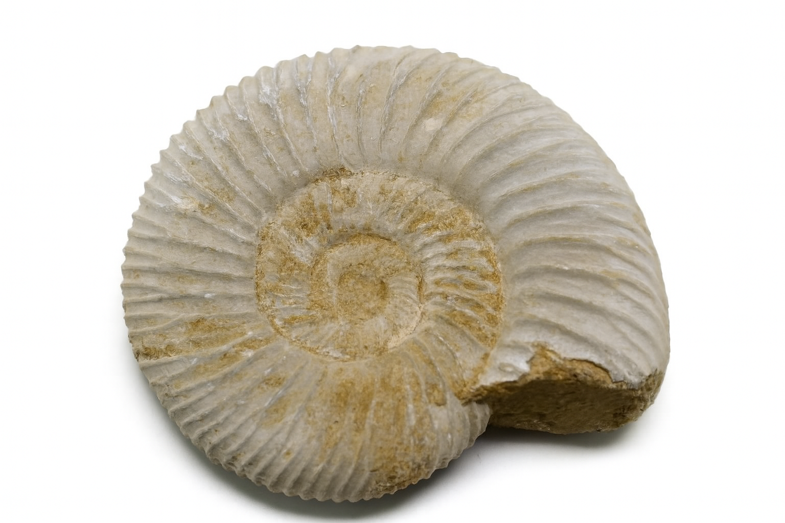 Whole Perisphinctes