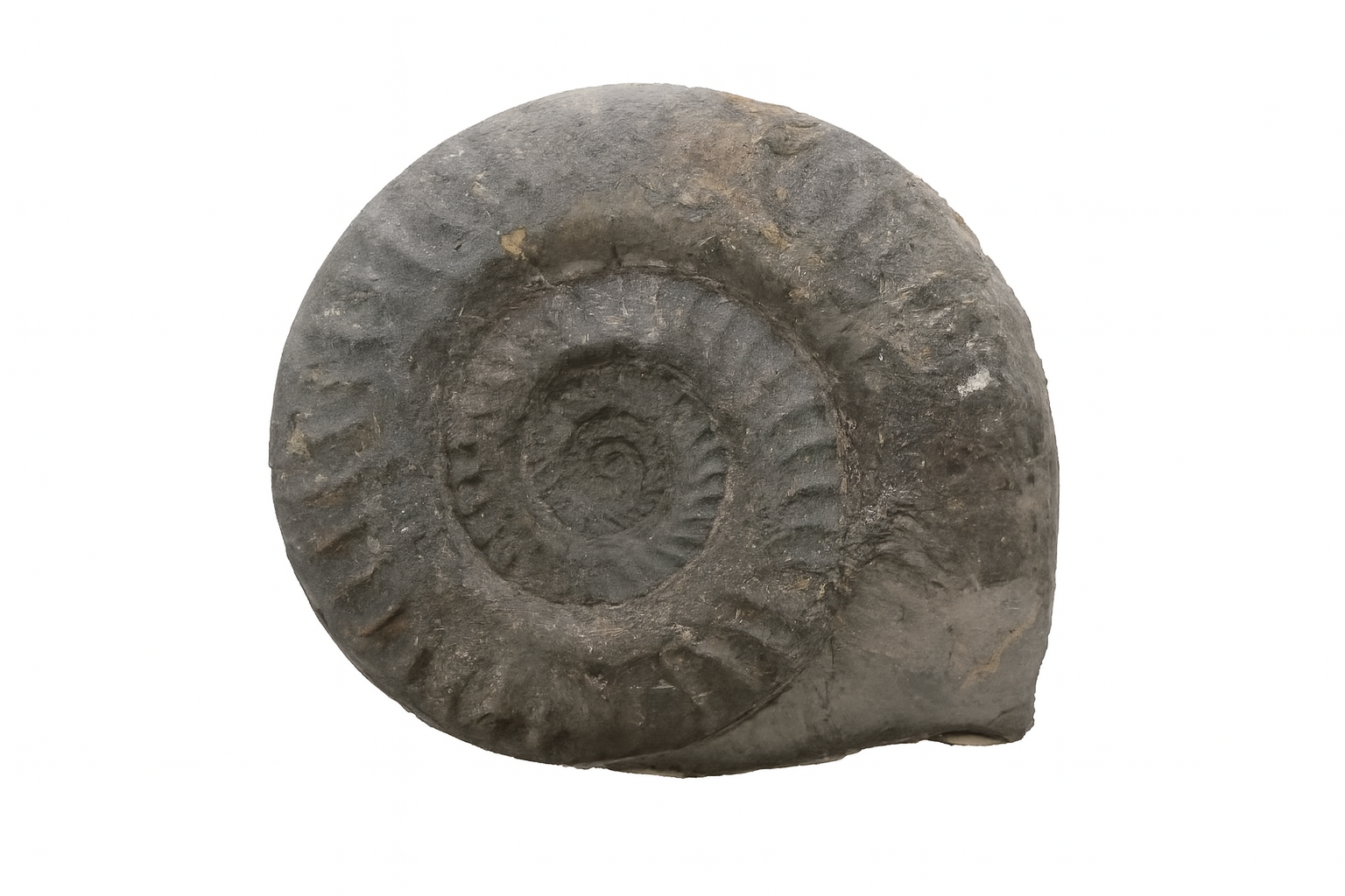 Hildoceras bifrons