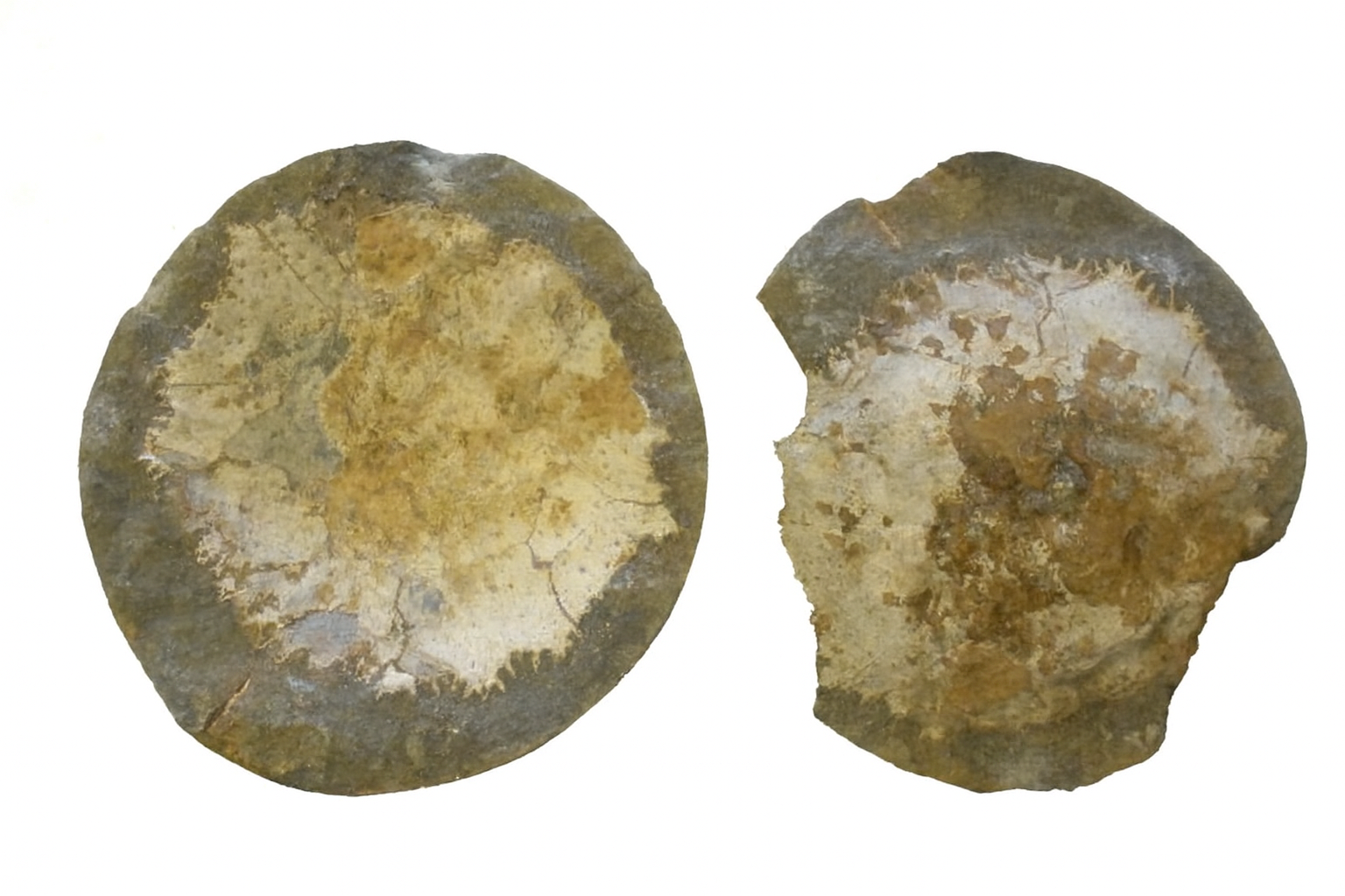 Trichopeltarion greggi.