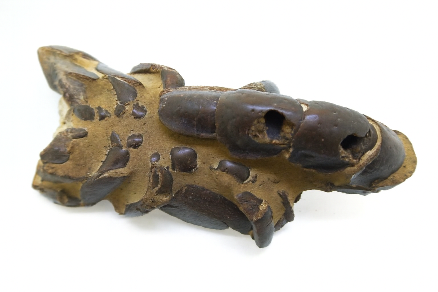 Mud Lobsters