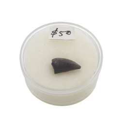 Deltadromeus agilis Tooth.
