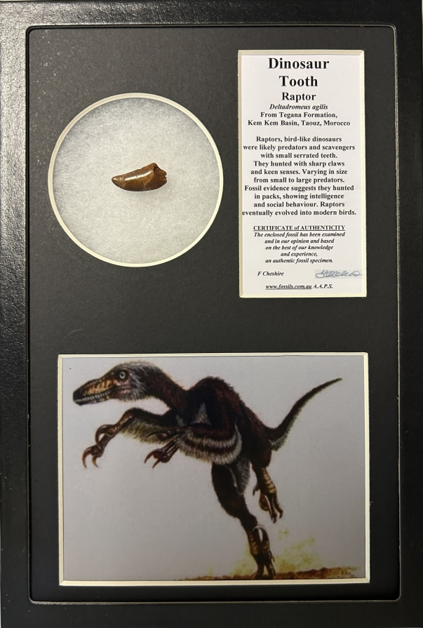 Boxed Raptor like tooth.