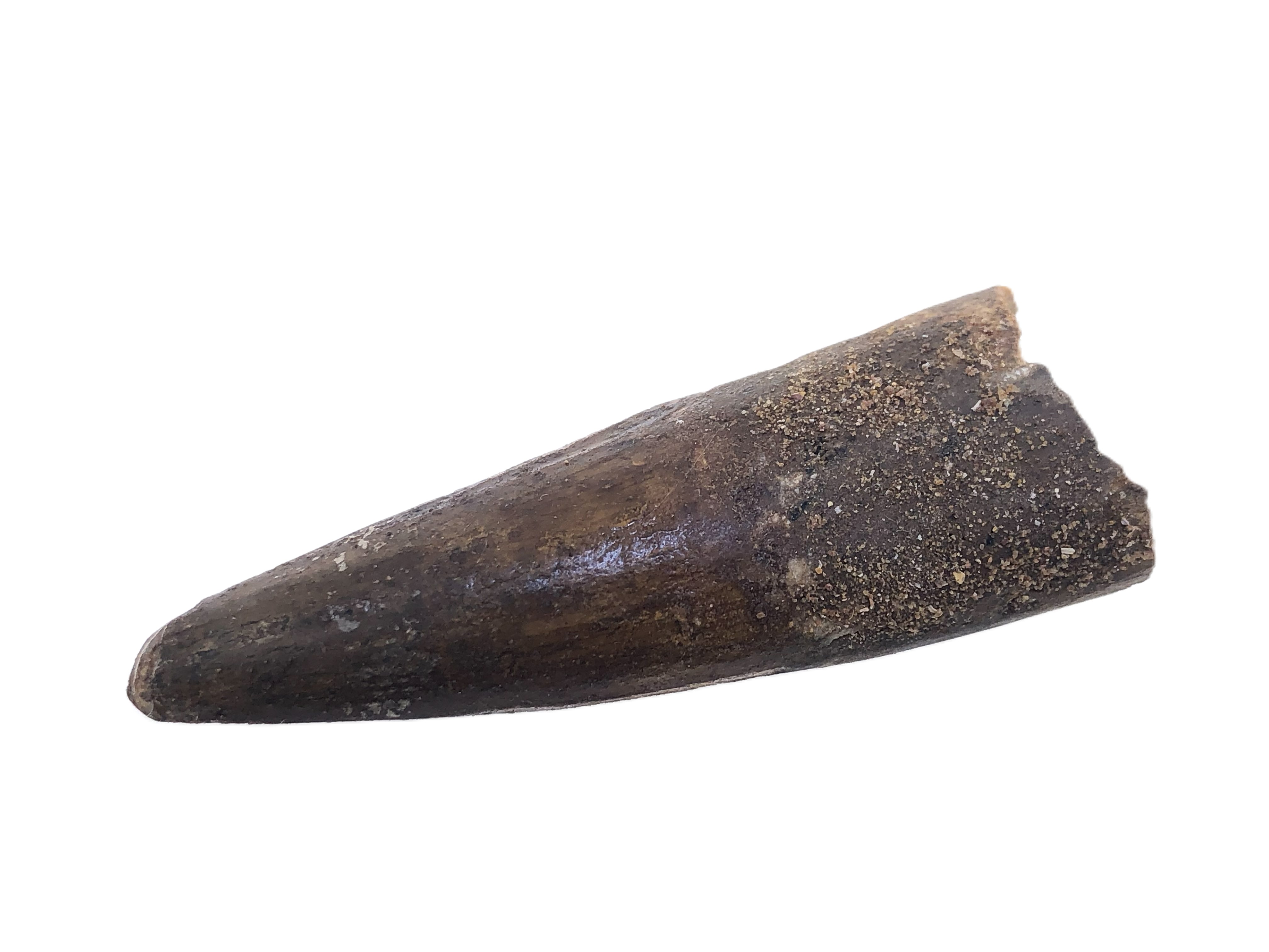 Spinosaurus Tooth.