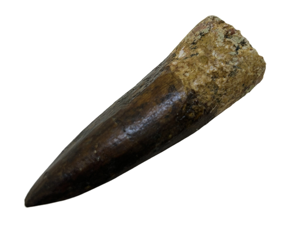 Spinosaurus Tooth.