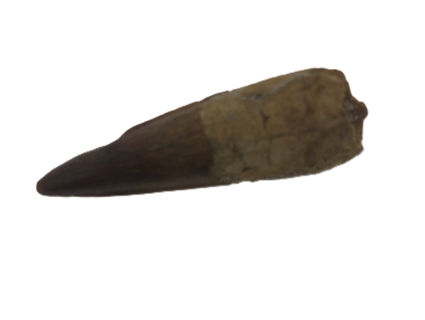 Spinosaurus Tooth.