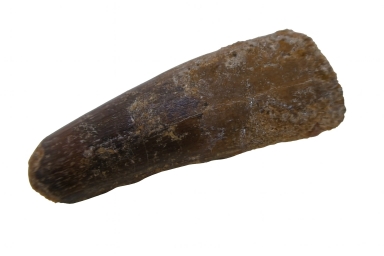 Spinosaurus Tooth.