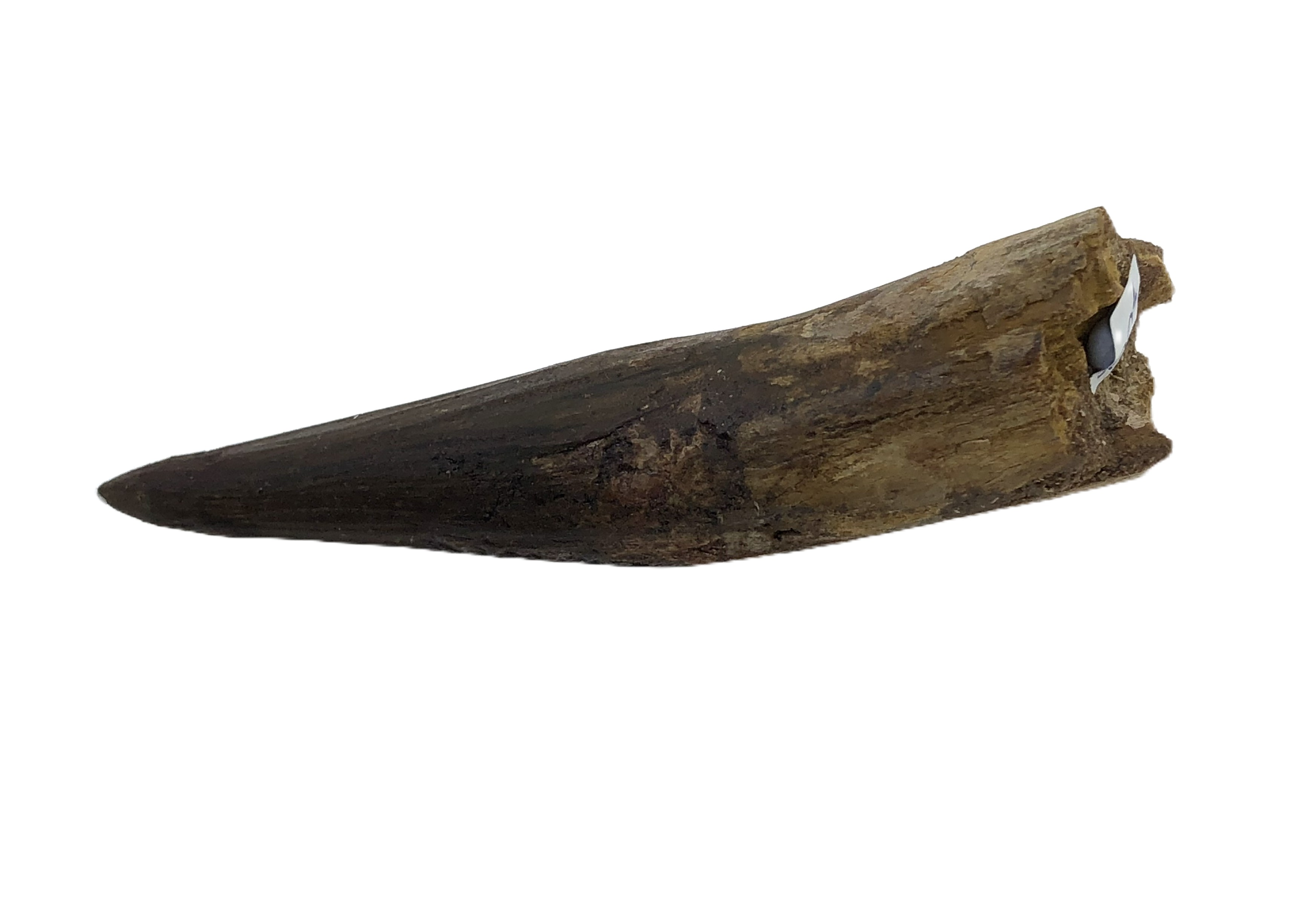 Spinosaurus Tooth.