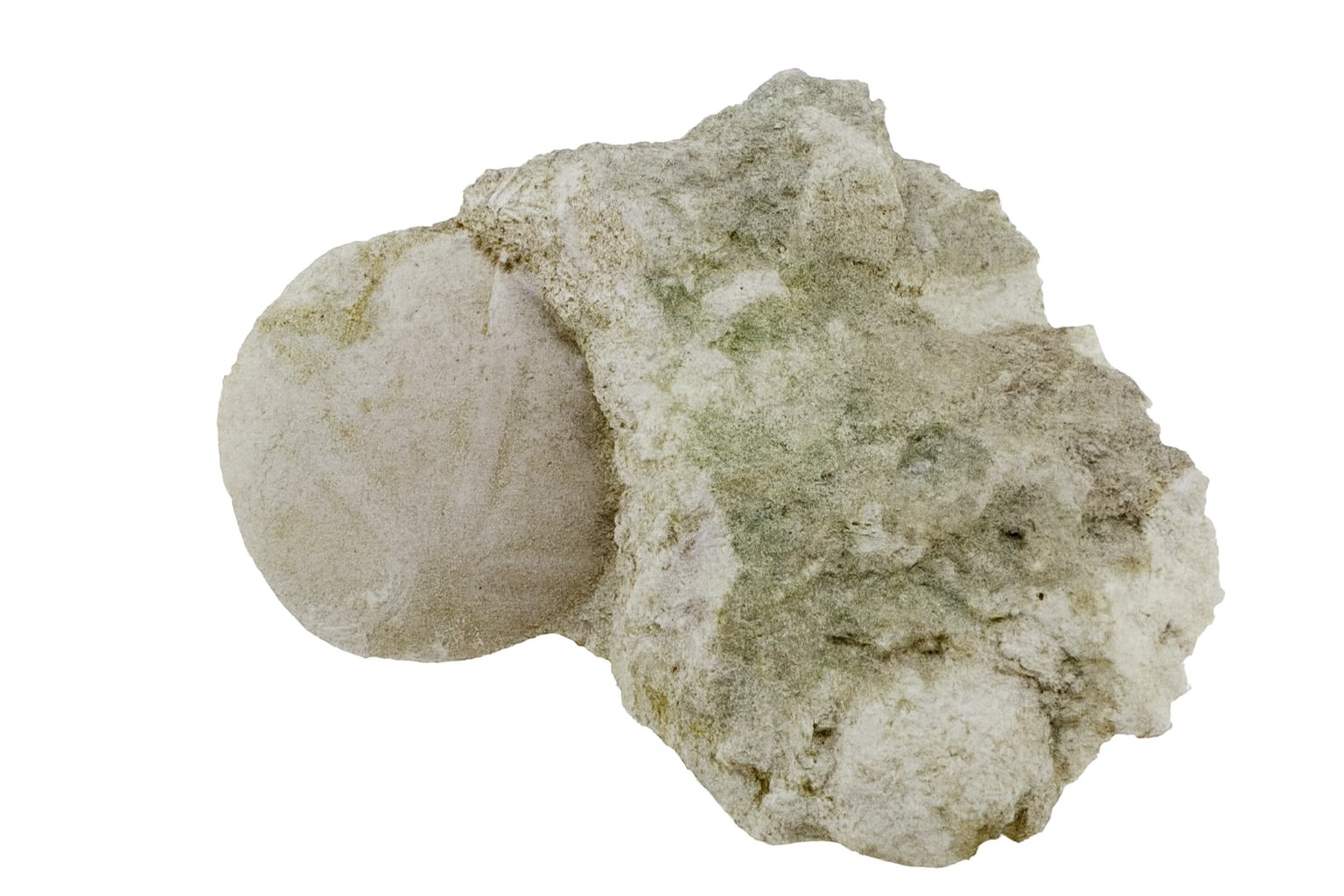 Echinolampas calvimontana.