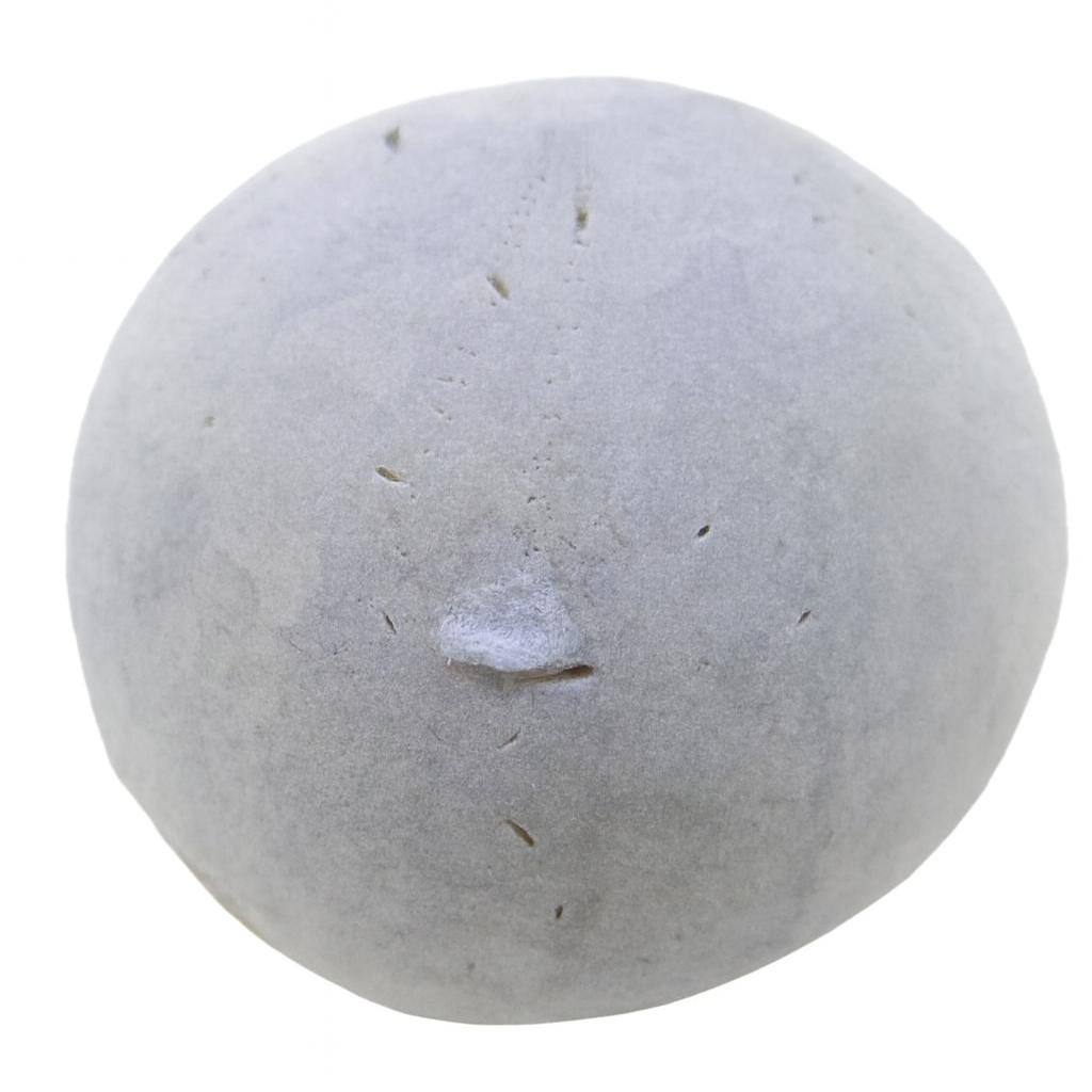 Echinocorys scutata.