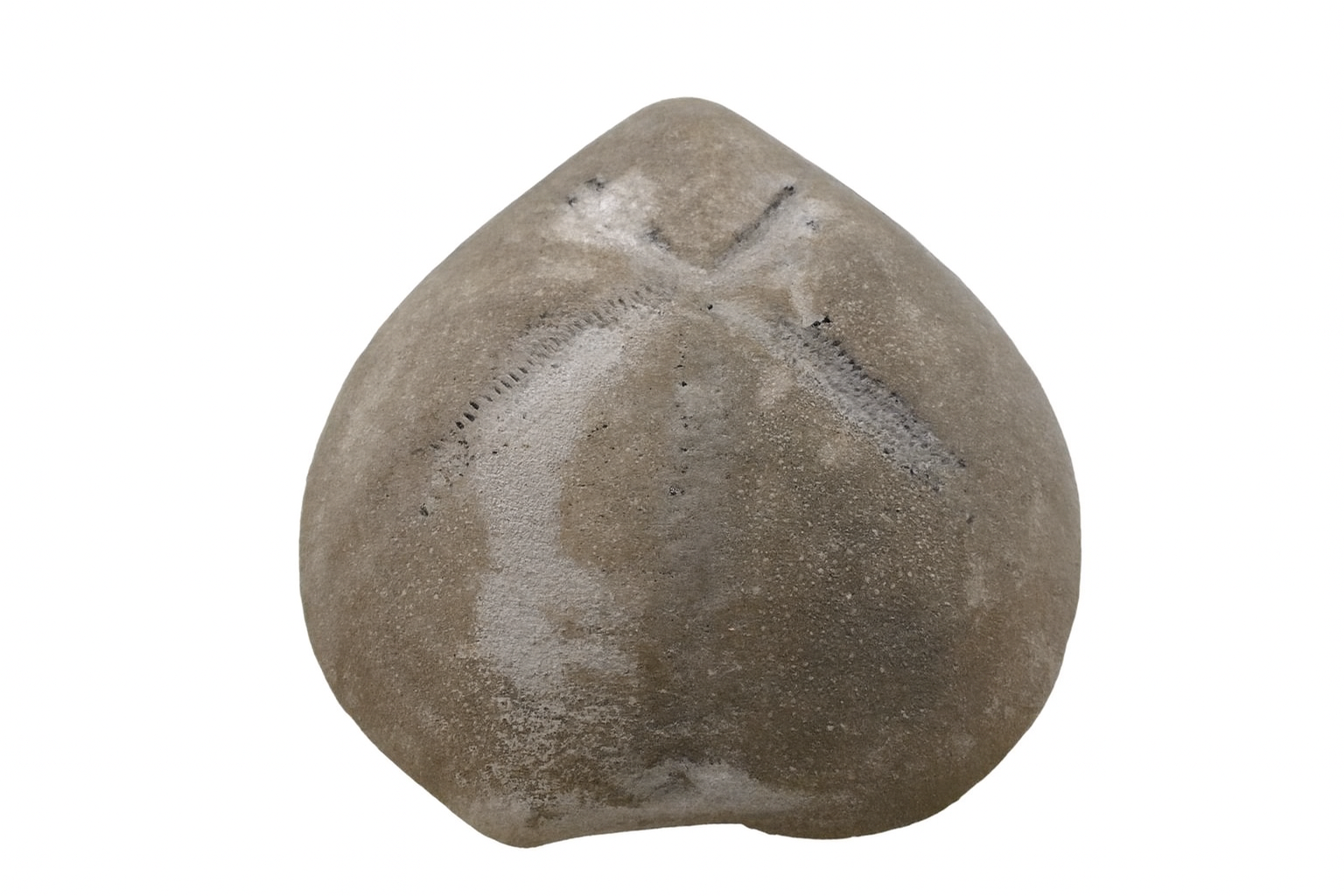 Micraster cortestudinarium.